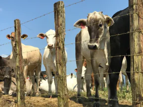 Atualização de rebanhos continua pendente para maioria dos produtores rurais do ES