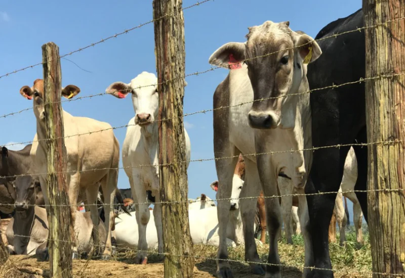 Atualização de rebanhos continua pendente para maioria dos produtores rurais do ES