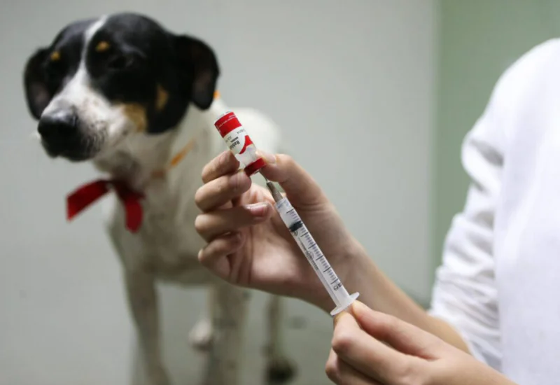 Campanha de vacinação antirrábica segue no interior de Linhares neste sábado (08)