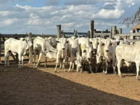Homem é preso por furtar 216 cabeças de gado avaliadas em R$ 1 milhão em fazenda em Montanha