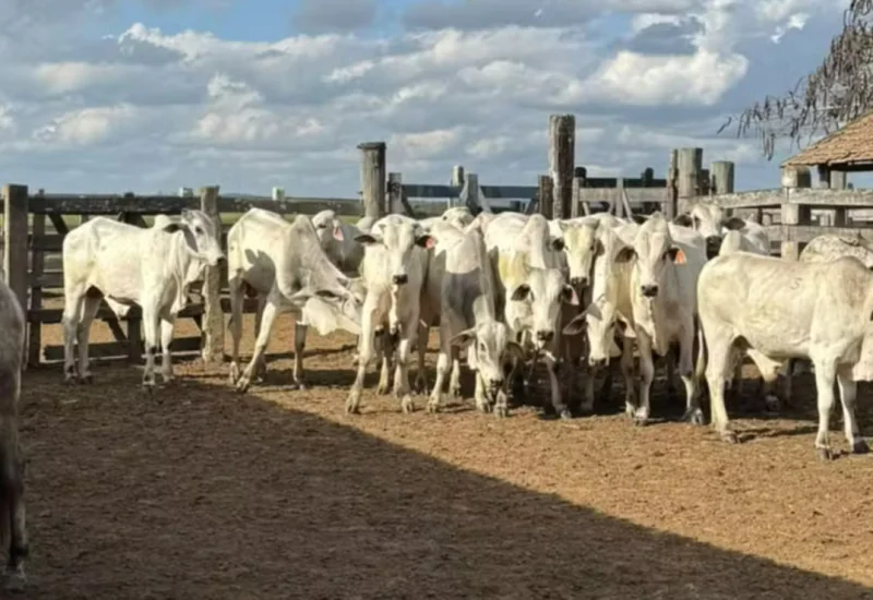 Homem é preso por furtar 216 cabeças de gado avaliadas em R$ 1 milhão em fazenda em Montanha