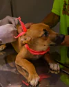 Jaguaré abre cadastro para castração de cães e gatos