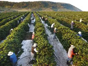 Café Capixaba: O Impasse entre a Expansão Global e o Tombo nas Exportações