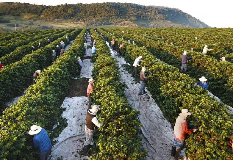 Café Capixaba: O Impasse entre a Expansão Global e o Tombo nas Exportações