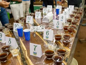 25 produtores disputam título no concurso de café conilon de Jaguaré