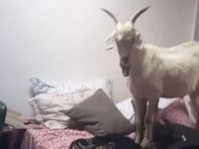 Cabra escala telhado e cai sobre cama em residência de Cariacica