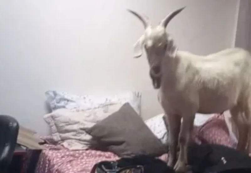 Cabra escala telhado e cai sobre cama em residência de Cariacica