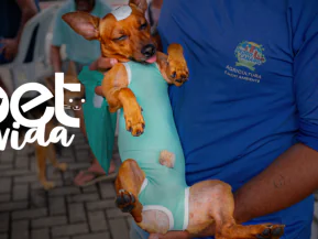Mutirão gratuito de castração segue até sexta-feira em Pedro Canário