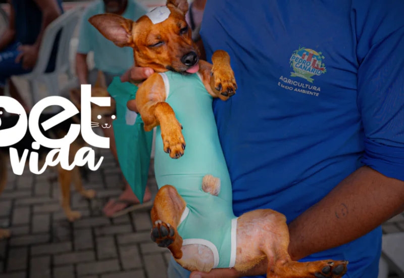 Mutirão gratuito de castração segue até sexta-feira em Pedro Canário