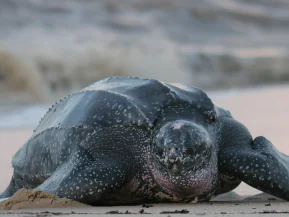 São Mateus registra recorde de ninhos de tartarugas em Guriri