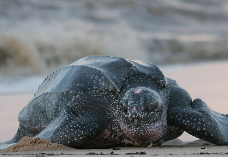 São Mateus registra recorde de ninhos de tartarugas em Guriri