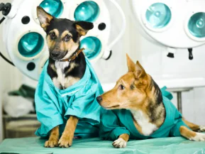 Programa Pet Vida abre 84 vagas para castração em Jaguaré
