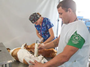 Castração gratuita para pets chega a praias de Linhares em maio