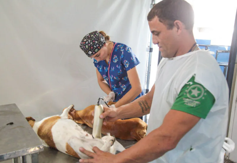 Castração gratuita para pets chega a praias de Linhares em maio