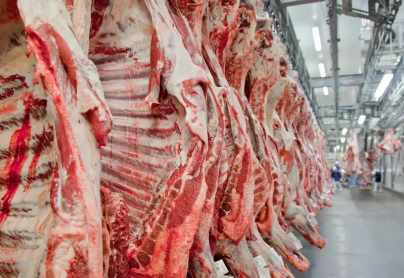 Governo promete reverter veto da UE a carnes e animais brasileiros