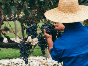 Festival dedicado à produção de uvas estreia em Jaguaré no próximo fim de semana
