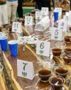 Concurso de café conilon de Jaguaré recebe 56 amostras e define finalistas em setembro