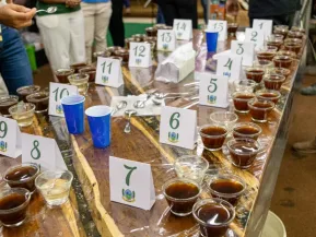 Concurso de café conilon de Jaguaré recebe 56 amostras e define finalistas em setembro