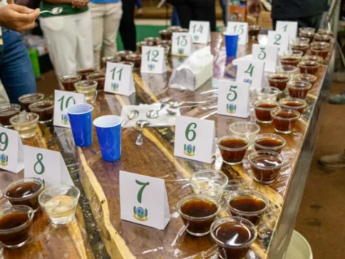 Concurso de café conilon de Jaguaré recebe 56 amostras e define finalistas em setembro