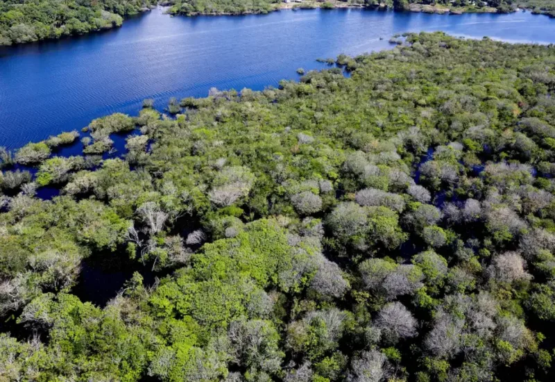 Desmatamento em áreas protegidas da Amazônia e do Cerrado tem queda