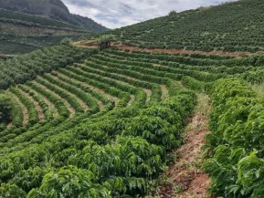 IBGE prevê safra estável de conilon no ES; governo estima queda de até 25%