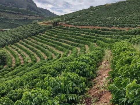 IBGE prevê safra estável de conilon no ES; governo estima queda de até 25%