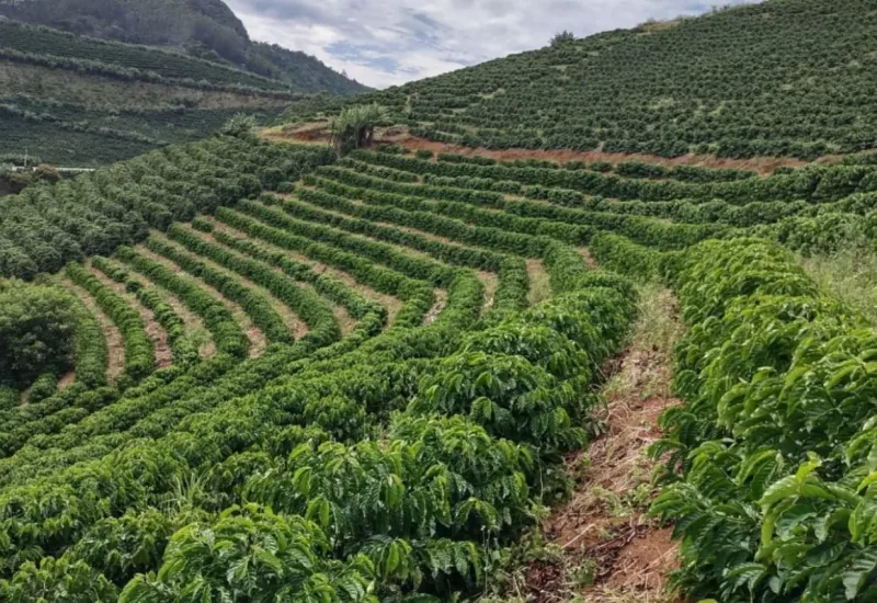 IBGE prevê safra estável de conilon no ES; governo estima queda de até 25%