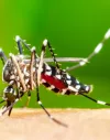 Jaguaré amplia monitoramento contra o mosquito da dengue 