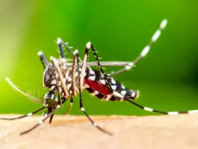 Jaguaré amplia monitoramento contra o mosquito da dengue 