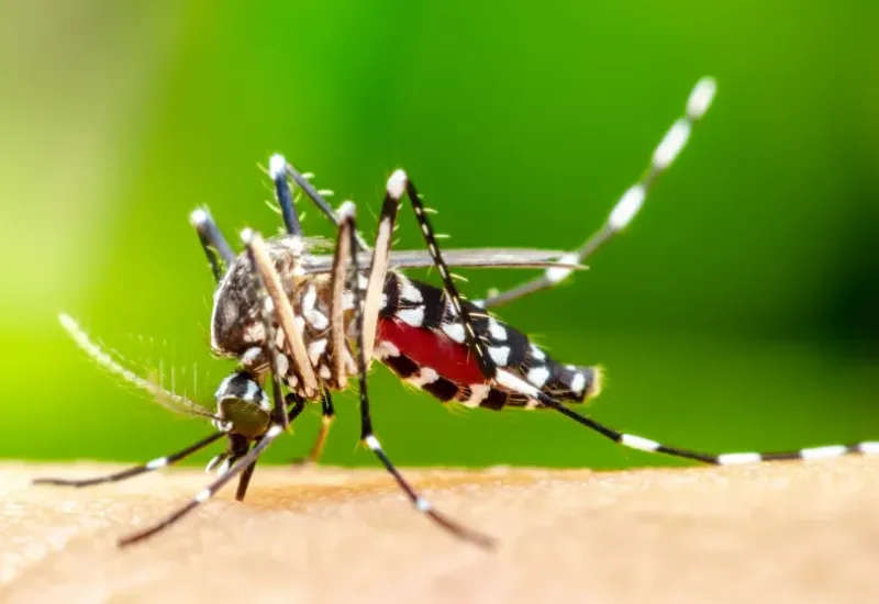 Jaguaré amplia monitoramento contra o mosquito da dengue 