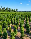 Jaguaré sediará fórum nacional sobre produção e mercado da pimenta-do-reino