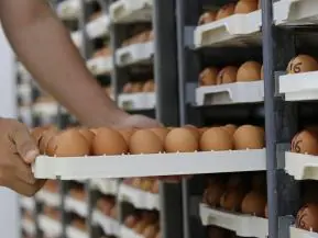 AGRO EM ASCENSÃO: Exportação de Ovos cresce 1.275% no ES
