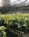Produtores de Linhares têm novo prazo para concorrer a mudas de cacau