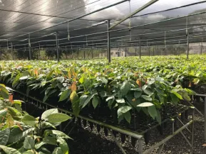 Produtores de Linhares têm novo prazo para concorrer a mudas de cacau