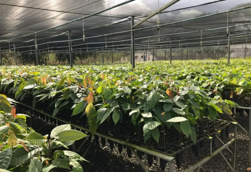 Produtores de Linhares têm novo prazo para concorrer a mudas de cacau