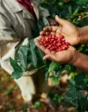 Seminário reunirá setor cafeeiro para discutir produção de conilon em Linhares