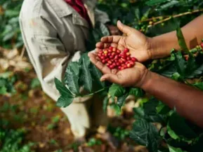 Seminário reunirá setor cafeeiro para discutir produção de conilon em Linhares