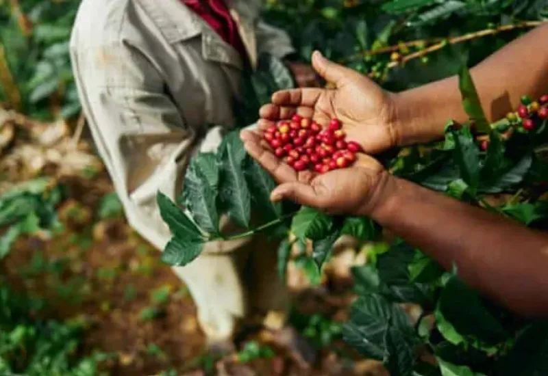 Seminário reunirá setor cafeeiro para discutir produção de conilon em Linhares