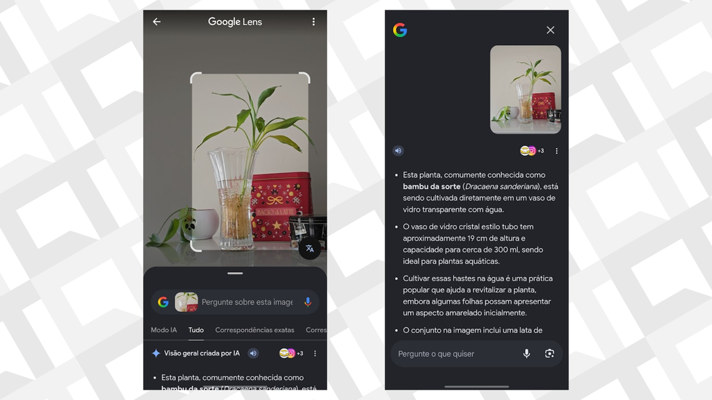 Reconhecimento de plantas é função comum do Lens (Imagem: Captura de tela/André Magalhães/Canaltech)