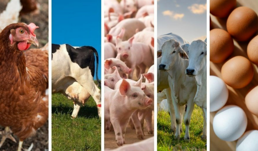 Captura de tela 2025 12 11 085522