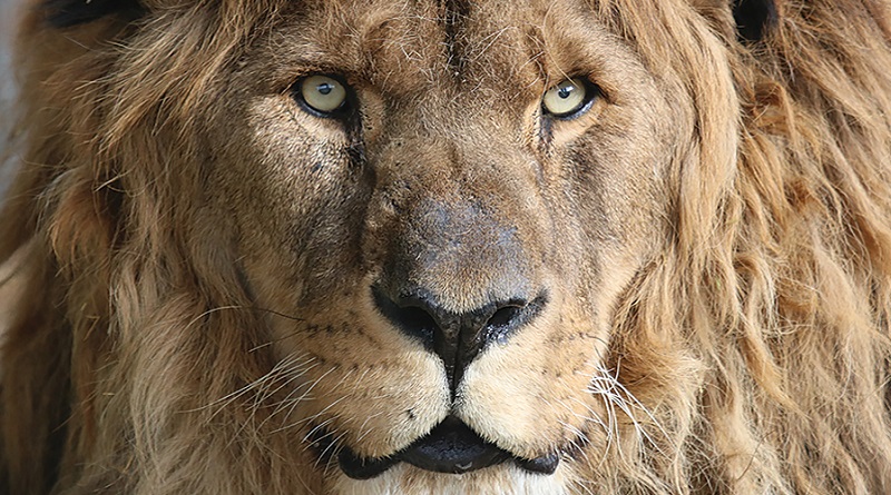 leao mais solitario mundo conexao planeta