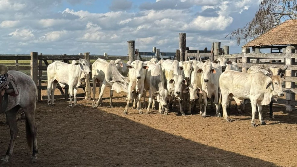 Homem é preso por furtar 216 cabeças de gado avaliadas em R$ 1 milhão em fazenda no Espírito Santo — Foto: Reprodução/TV Gazeta