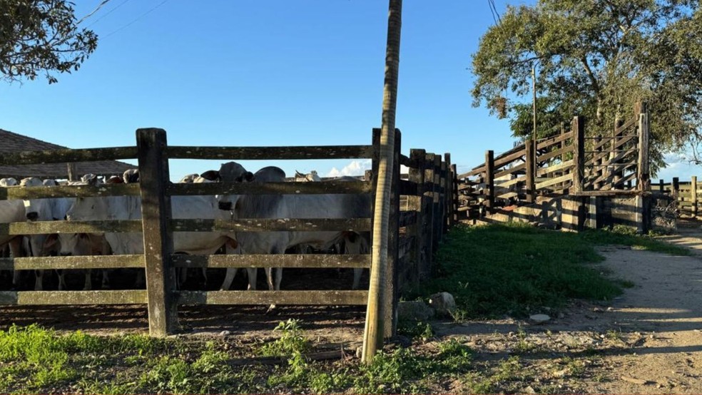 Homem é preso por furtar 216 cabeças de gado avaliadas em R$ 1 milhão em fazenda no ES — Foto: Reprodução/TV Gazeta